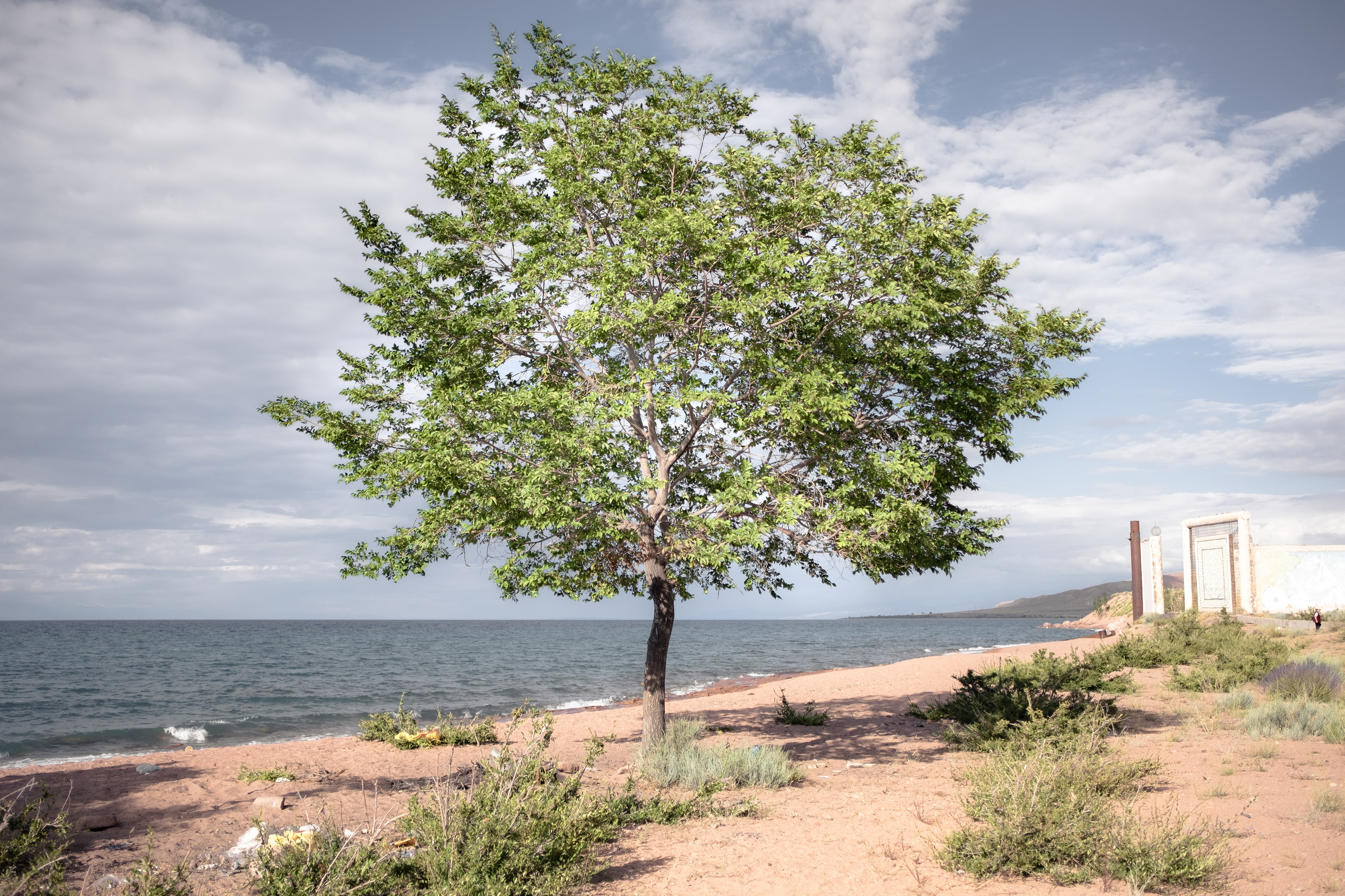 Arbre - lac Issyk Kul - Kirghizstan © MARTIN PETEROLFF