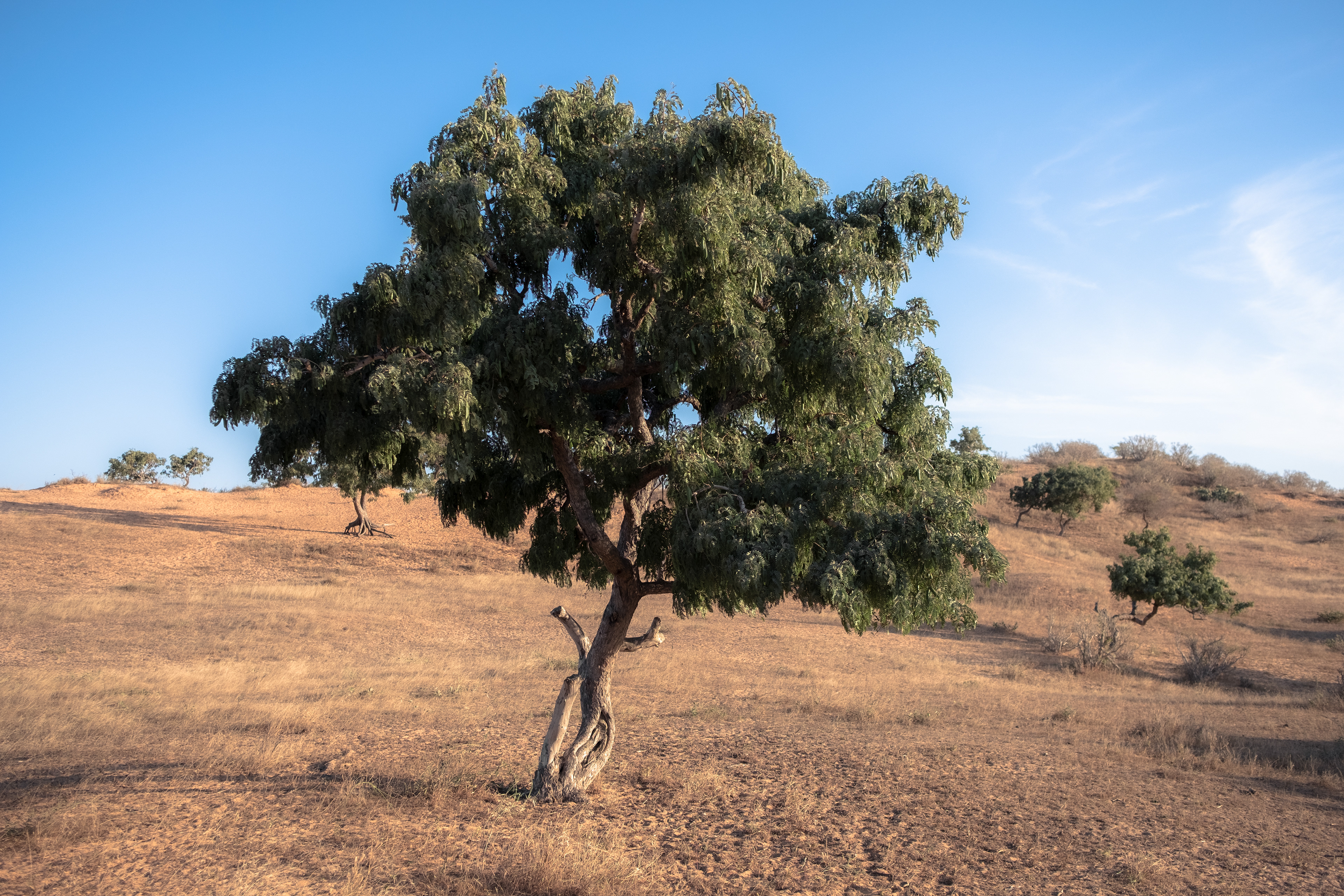 ARBRES DU SENEGAL © MARTIN PETEROLFF