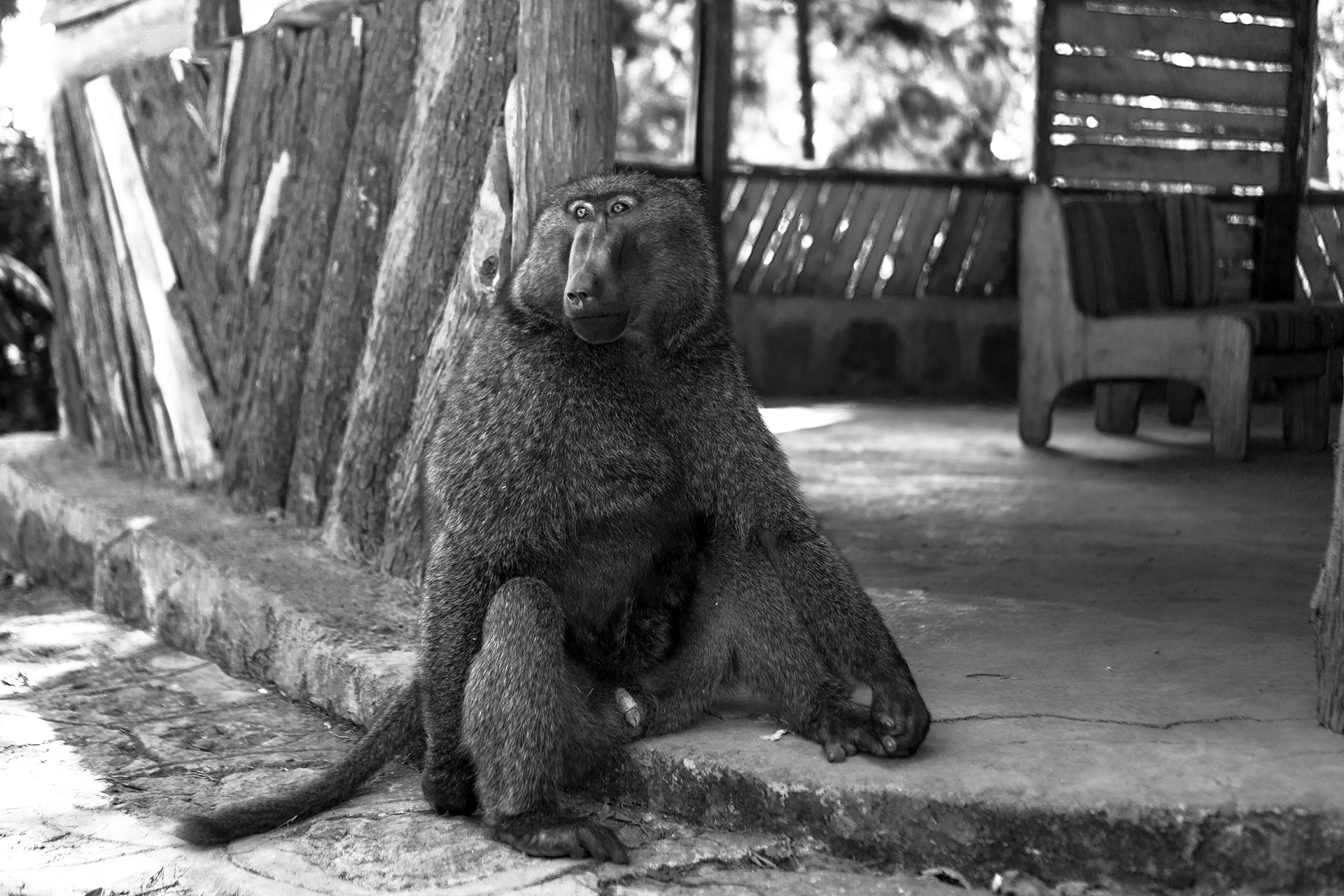 Le singe de Menagesha