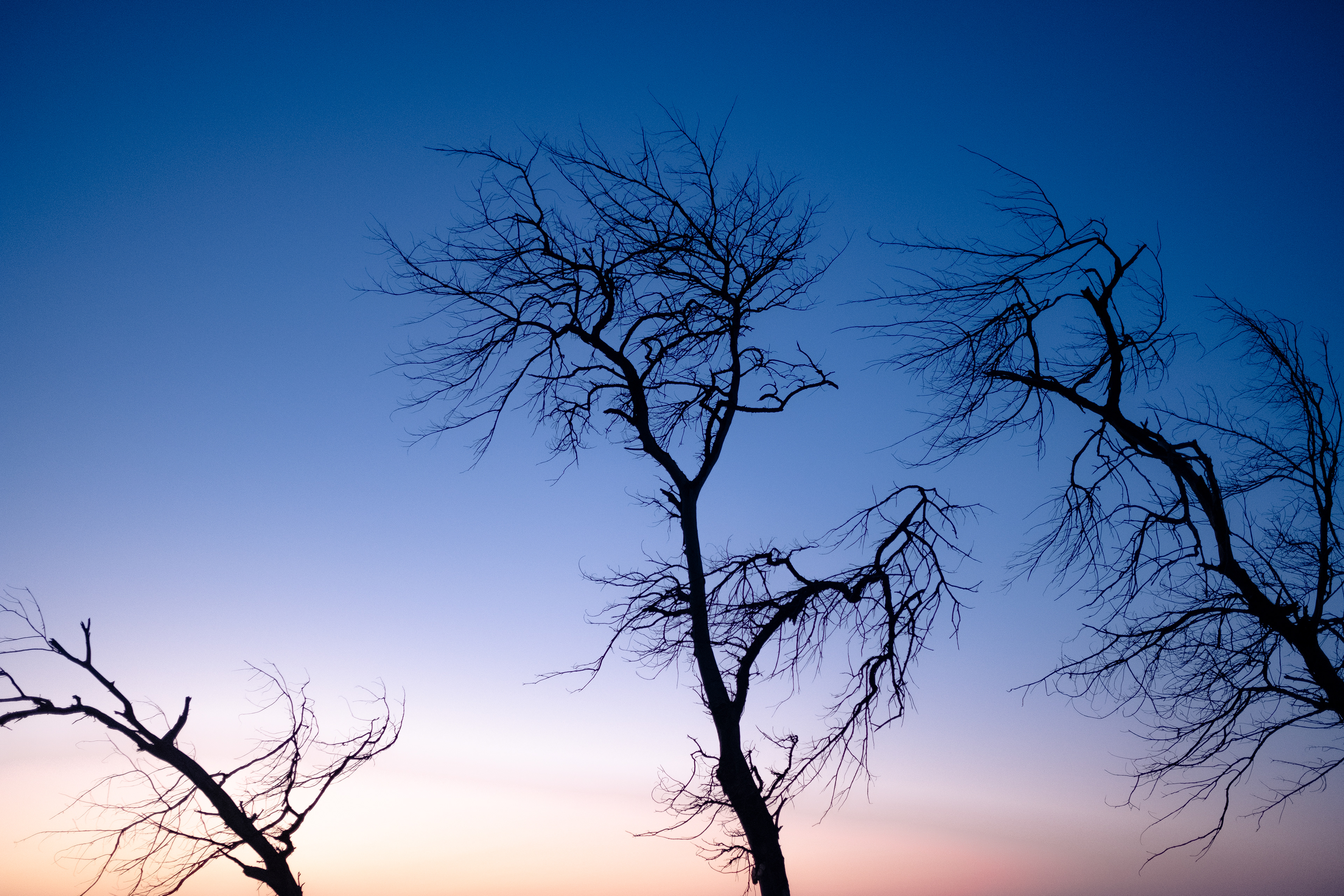 ARBRES DU SENEGAL © MARTIN PETEROLFF