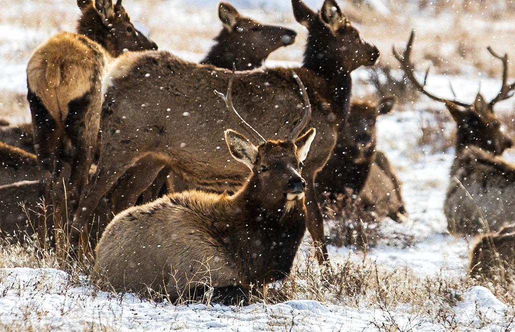 Elk in Rocky Mountain National Park