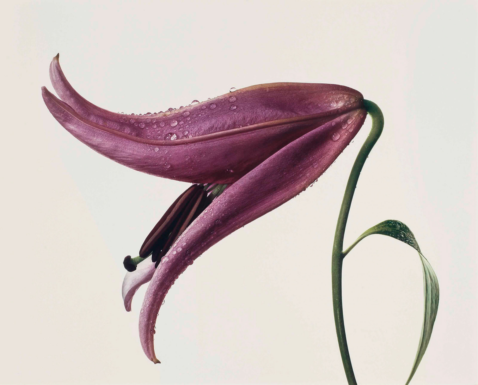 Photograph by Irving Penn * Flowers