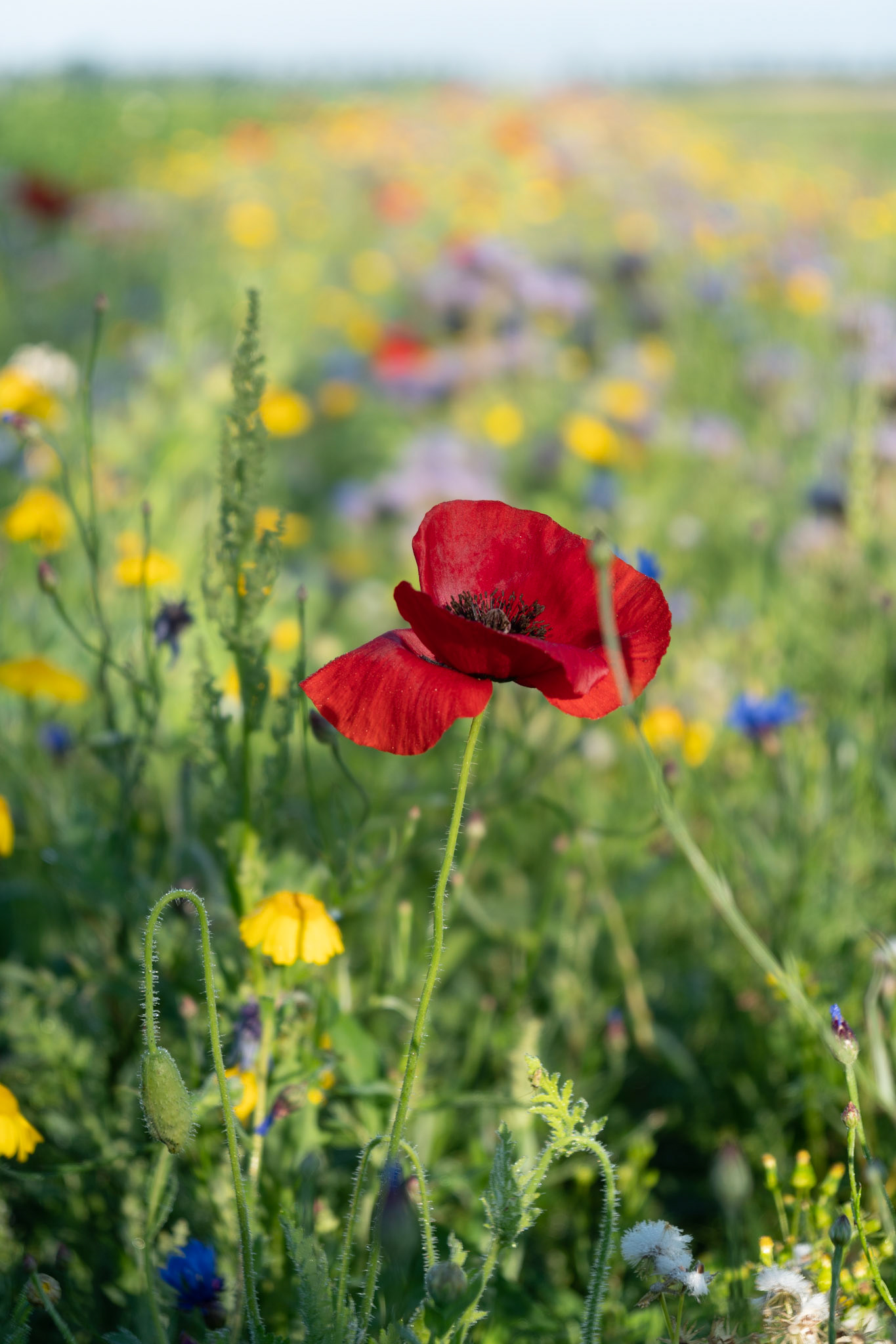 Klaproos in wildebloemen strook.