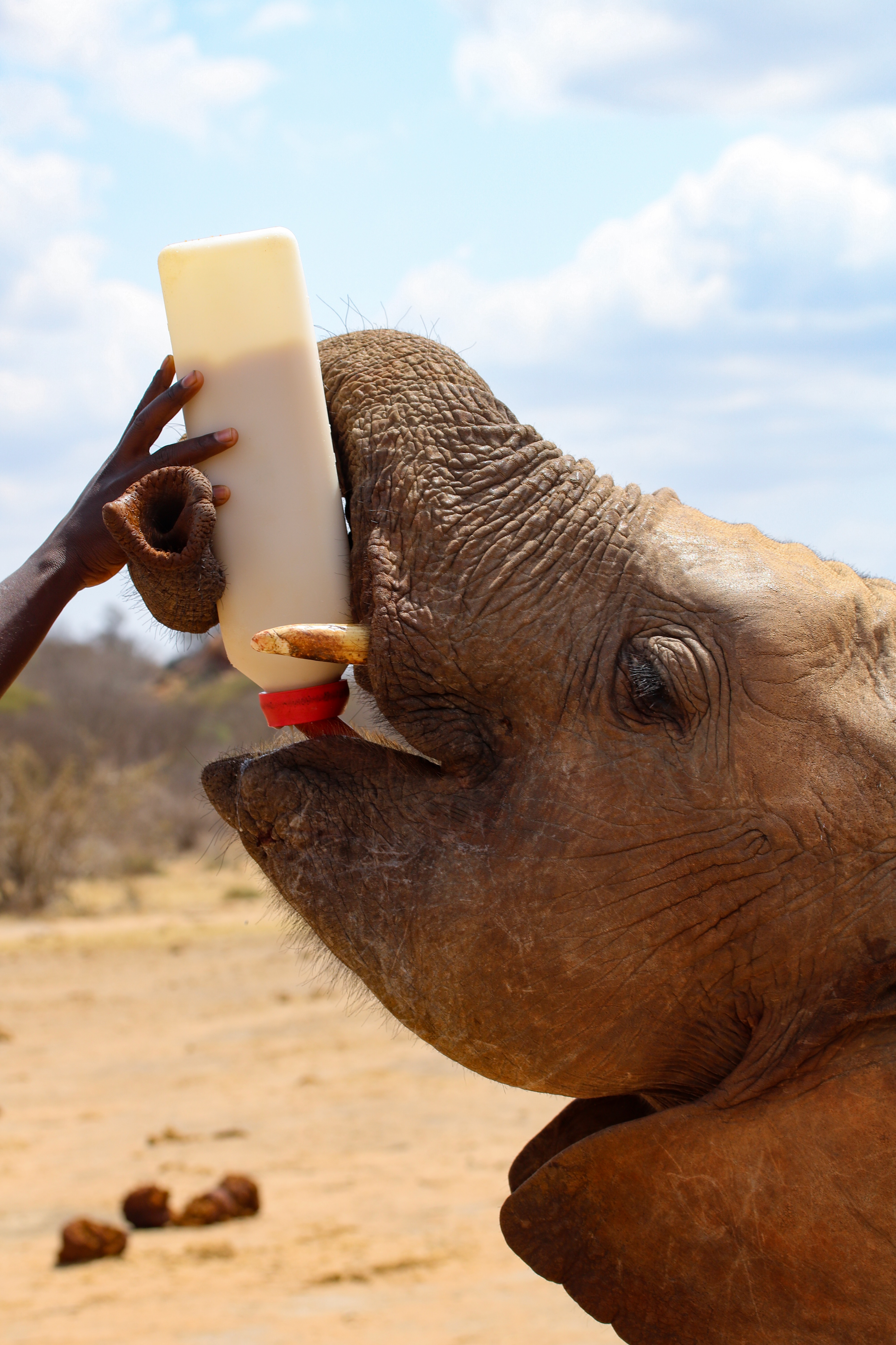 Ithumba, Tsavo East, Kenya