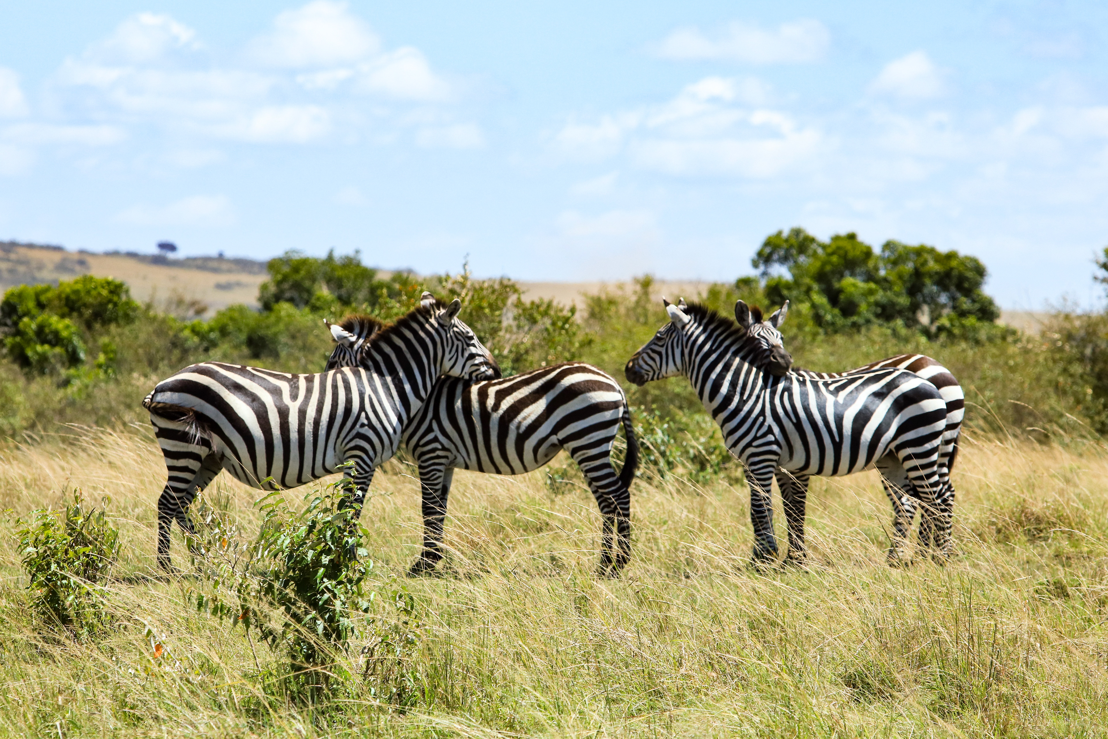 Maasai Mara, Kenya