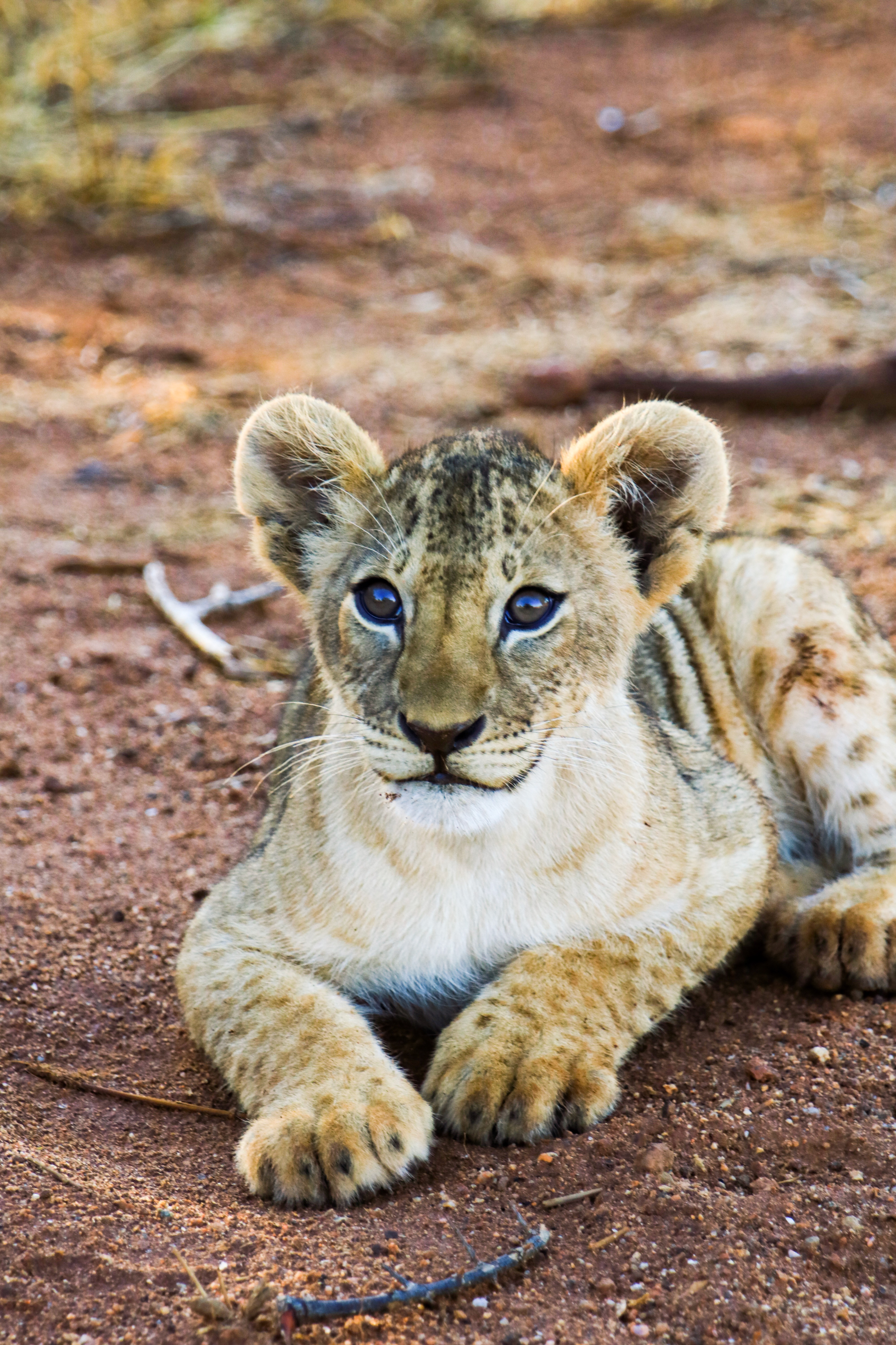Tsavo East, Kenya