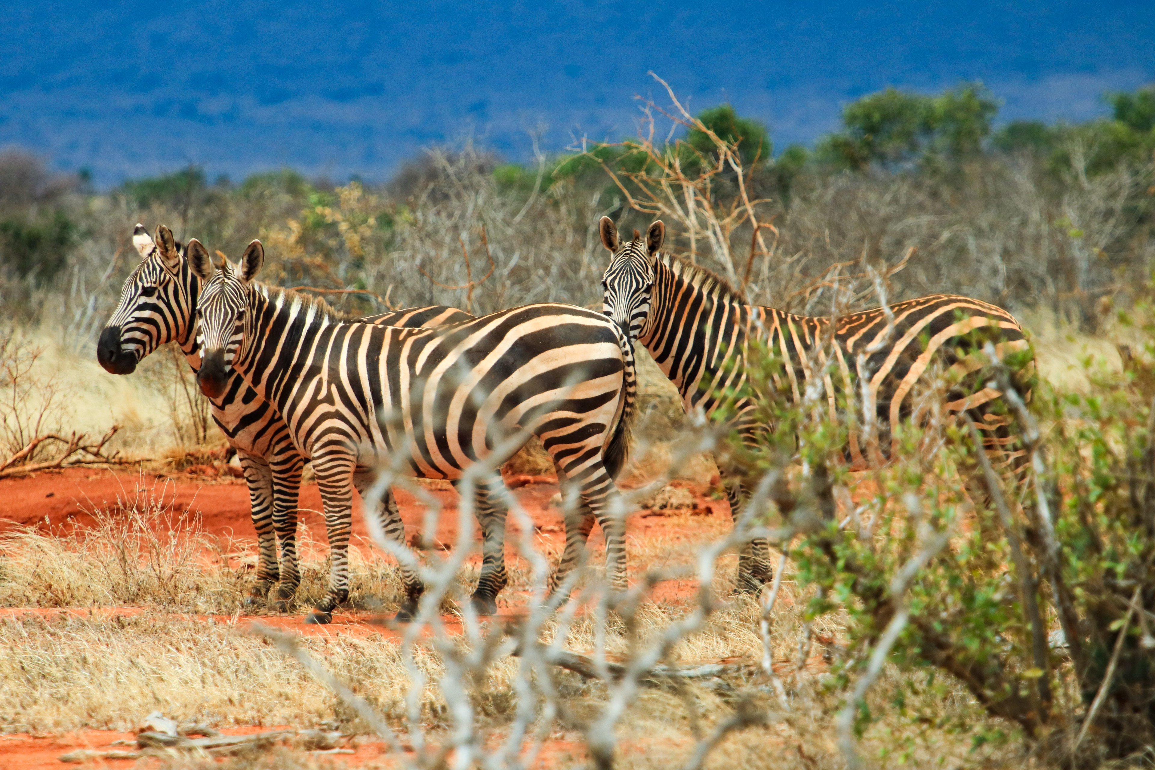 Tsavo East, Kenya