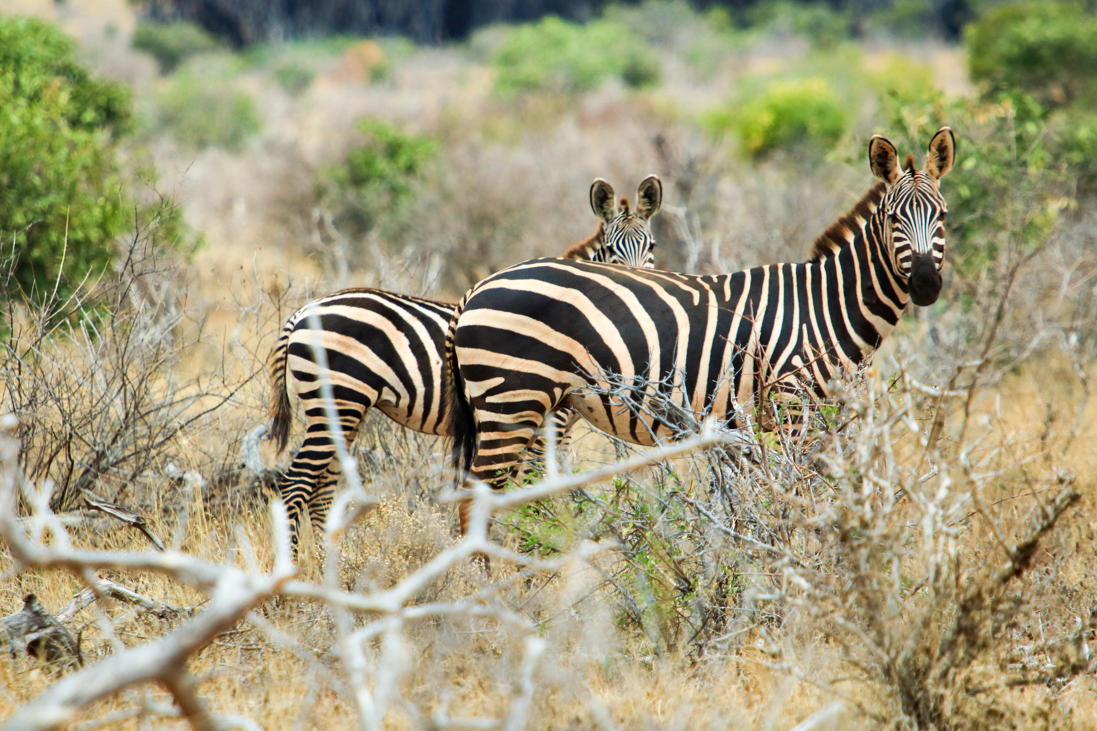 Tsavo East, Kenya