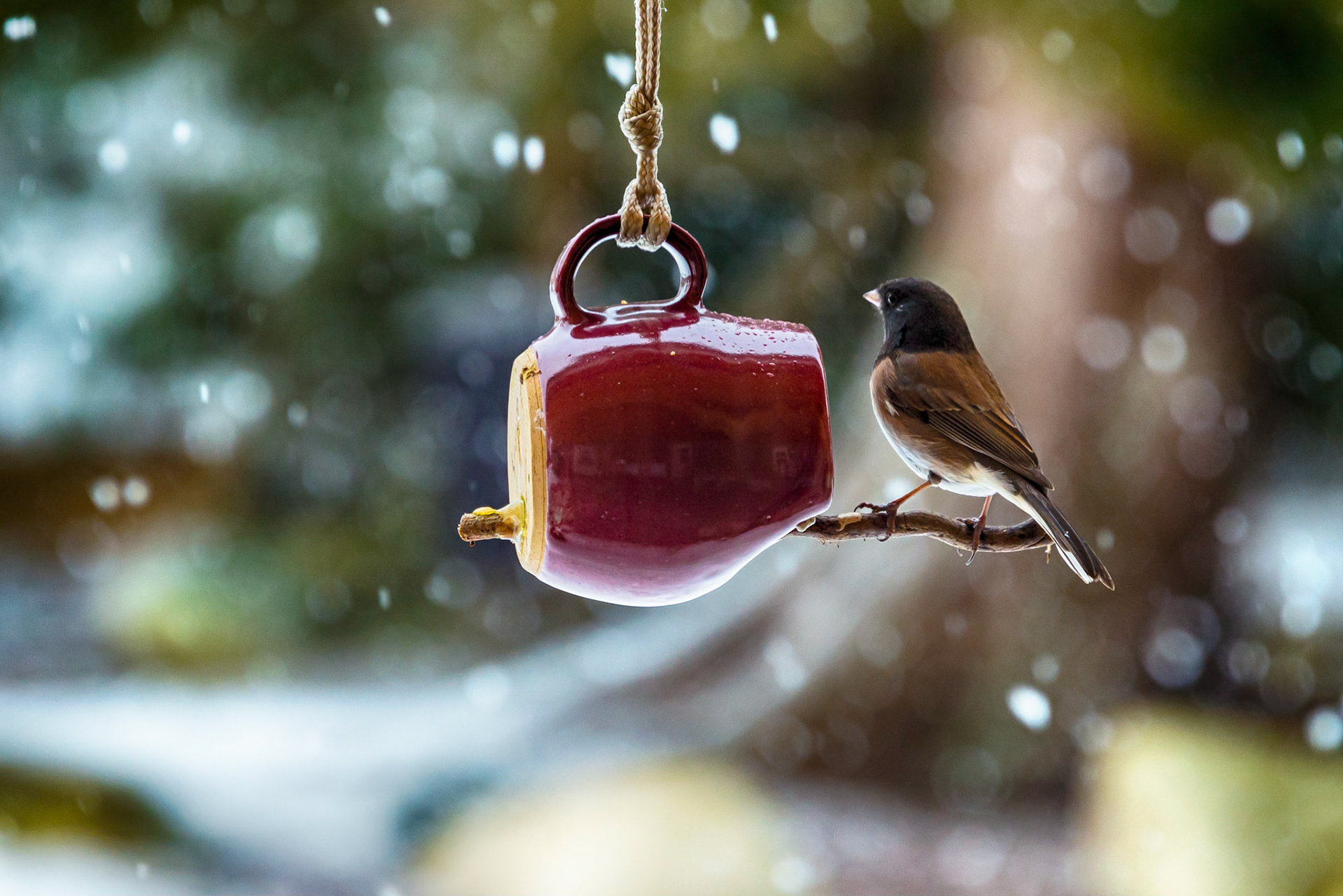Junco on a Mug Bird Feeder