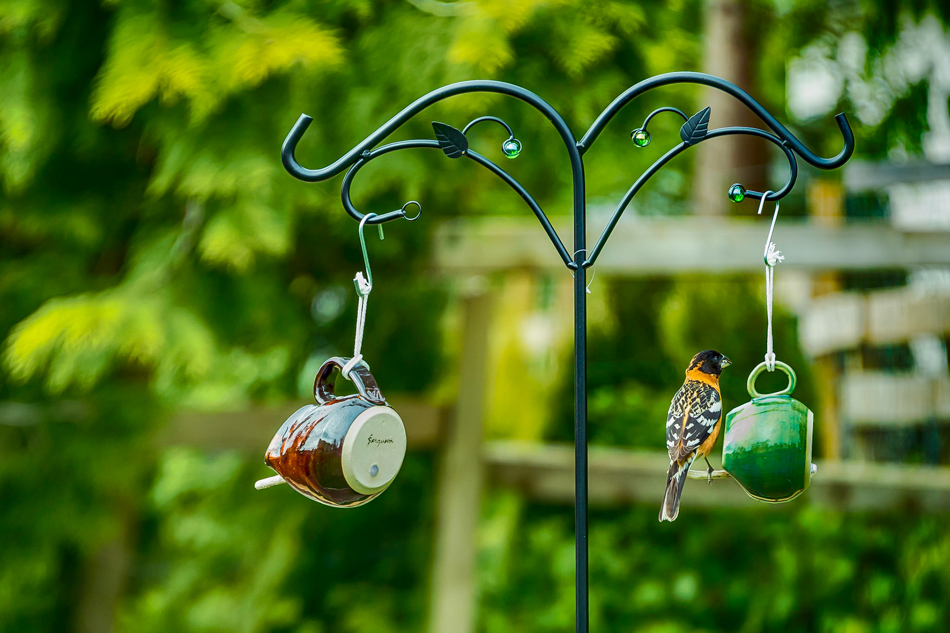 Grosbeak on a Mug Bird Feeder
