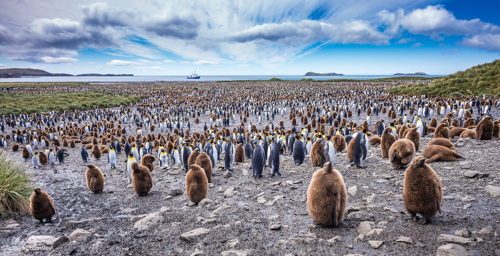 Terence Barnsley Antarctica S Georgia Falklands Tierra Del Fuego 2017 0837