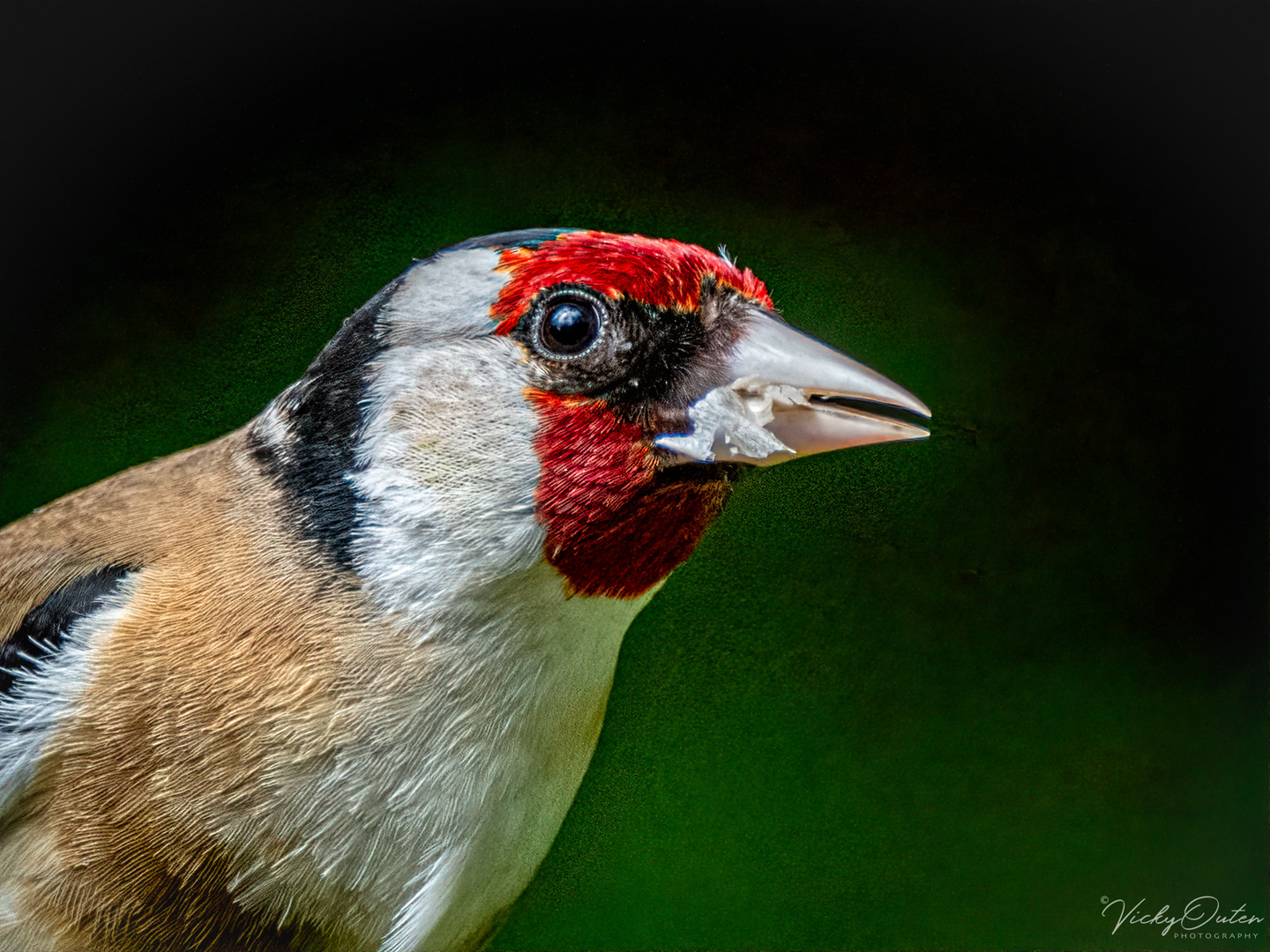 Goldfinch