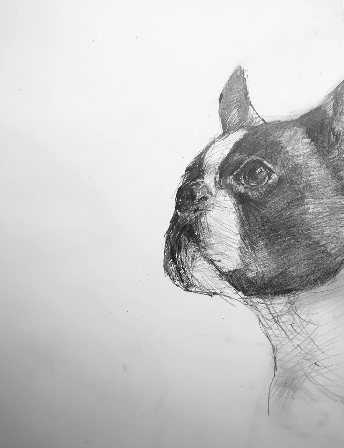 "Bobby" - Grafittechnik auf Papier (35 x 45 cm)