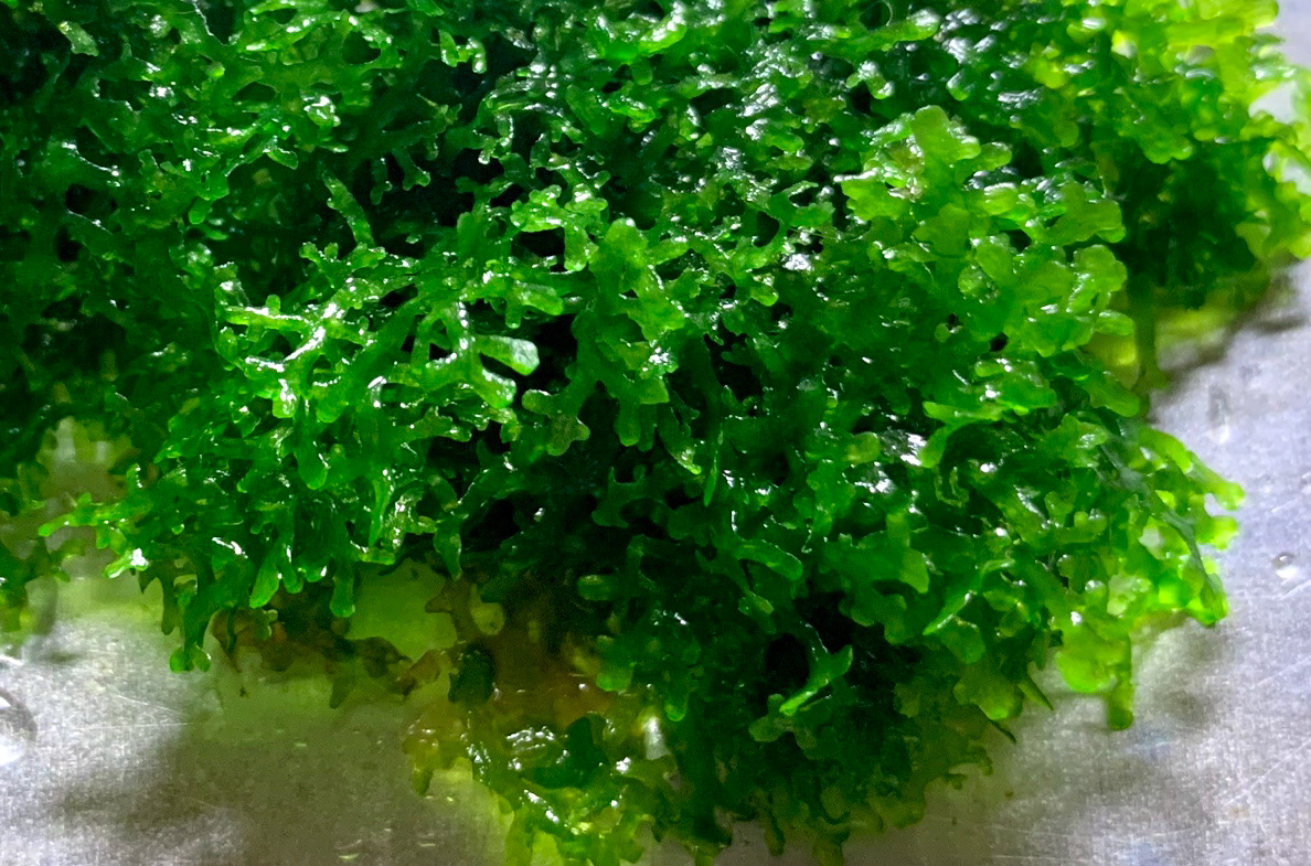Aquadykes Riccardia Chamedryfolia Mini Pellia Coral Moss