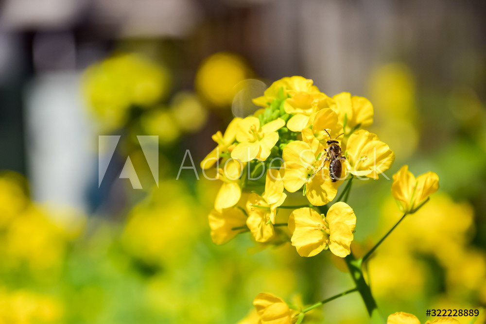 Stock Photo By Rug Schuna Collection お花素材 Flowers