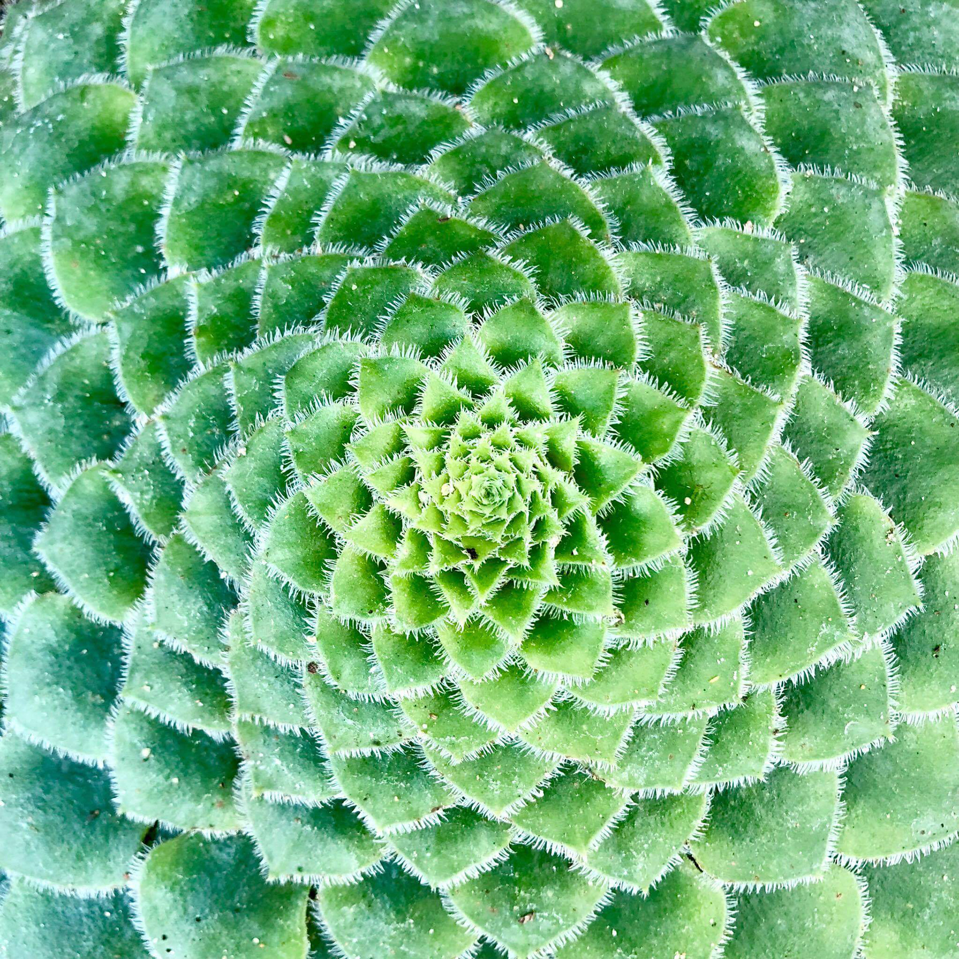 Flower of life