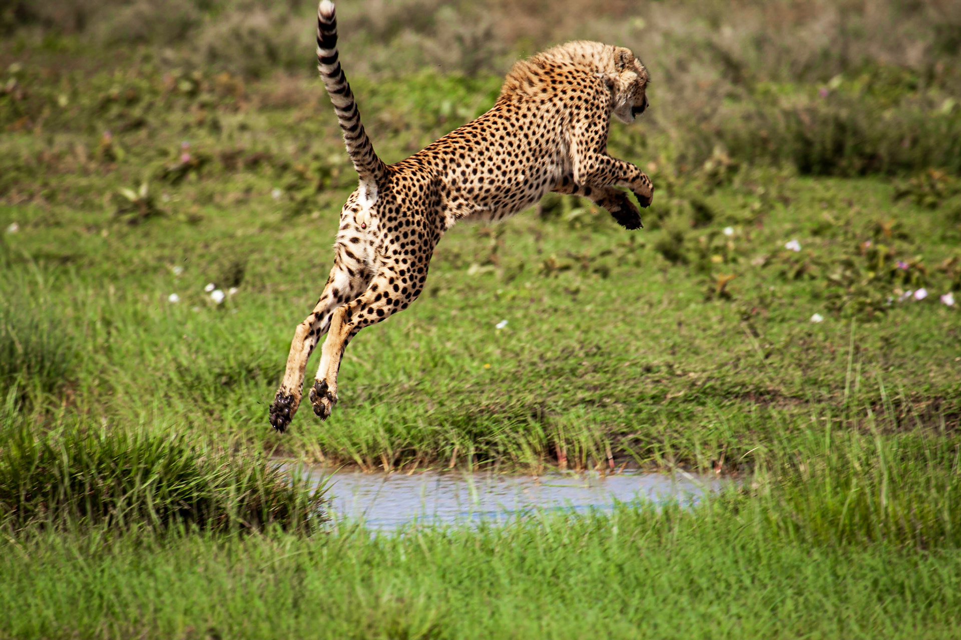Cheetah, Tanzania (2008)