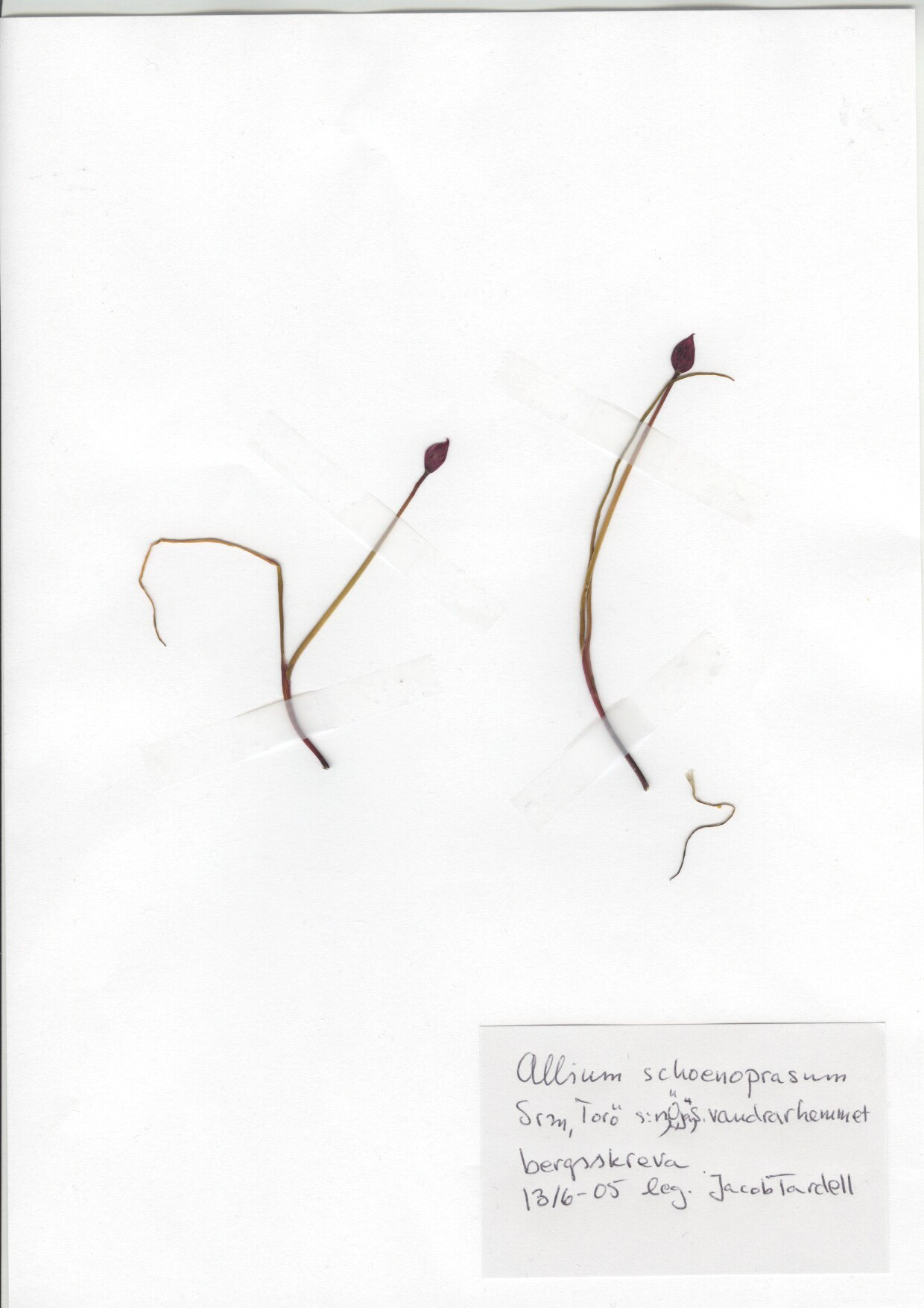 Allium schoenoprasum