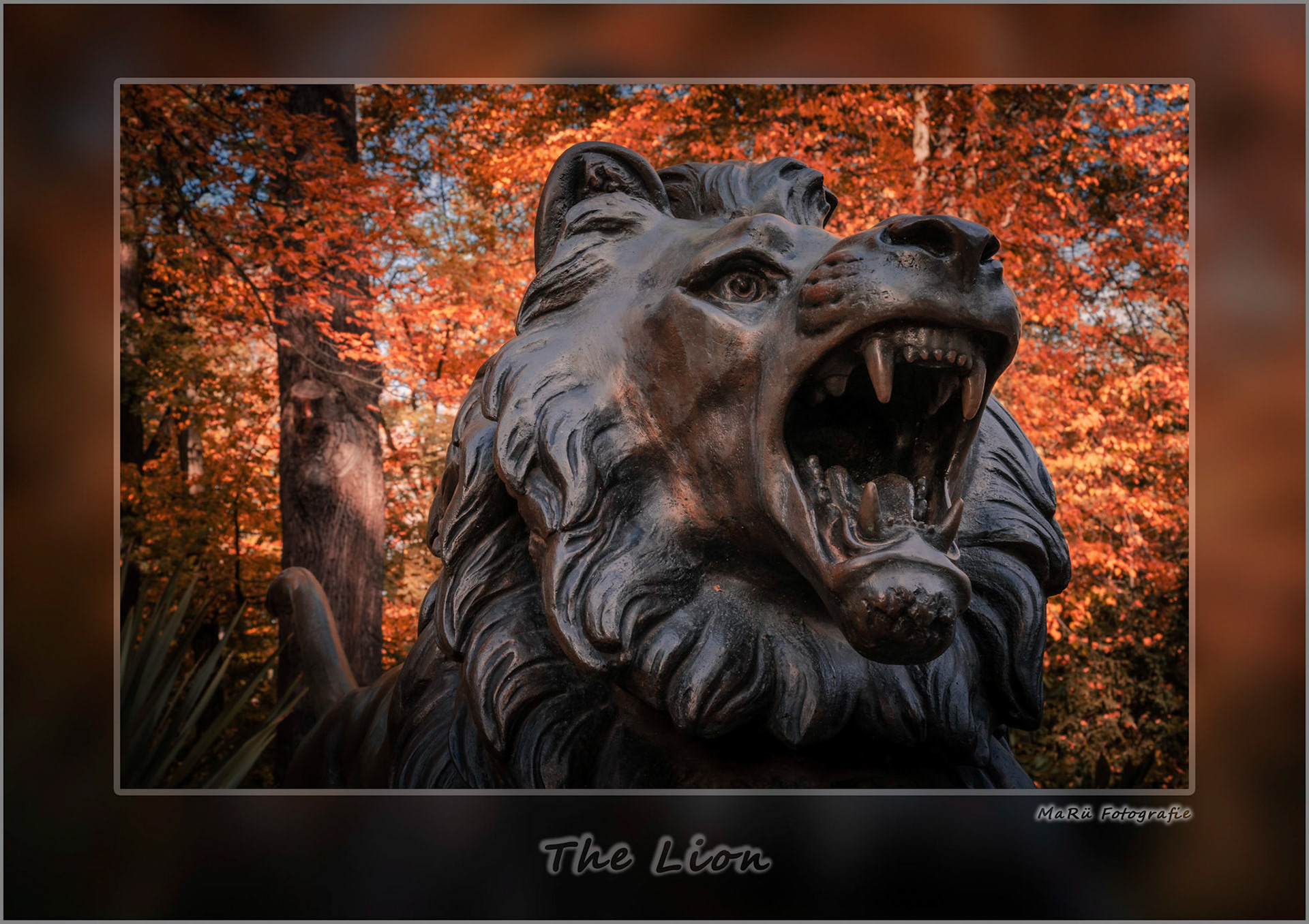 The Lion