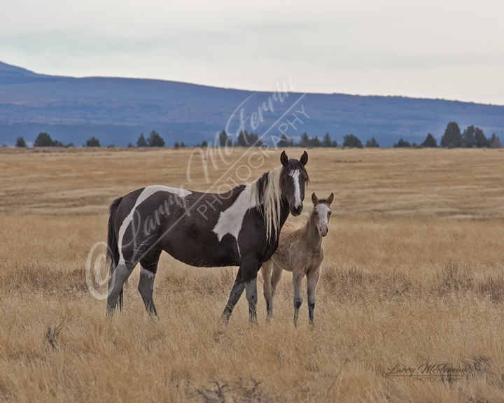 Mare & Foal - Warm Springs HMA, Oregon - Image #1699