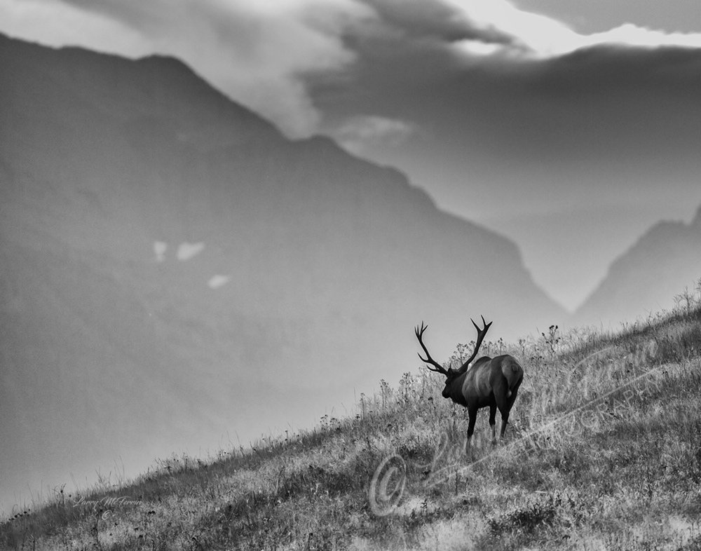 Montana Bull Elk - Image 5554
