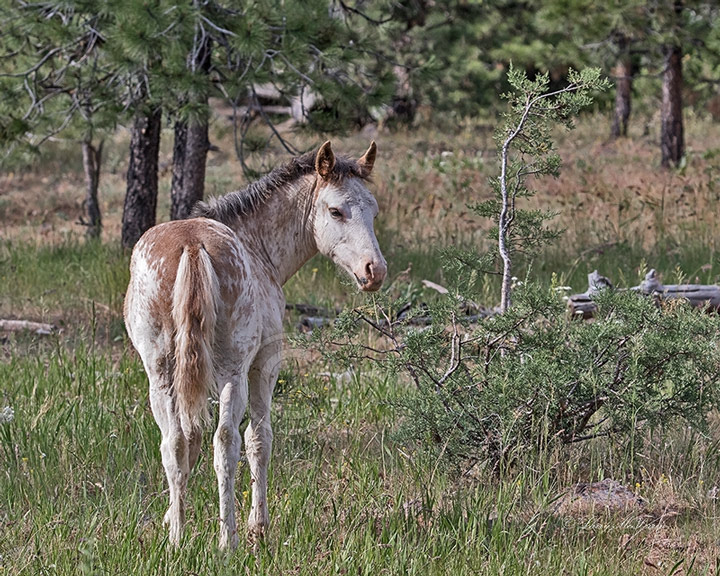 Big Summit Territory Wild Colt - Image #0336