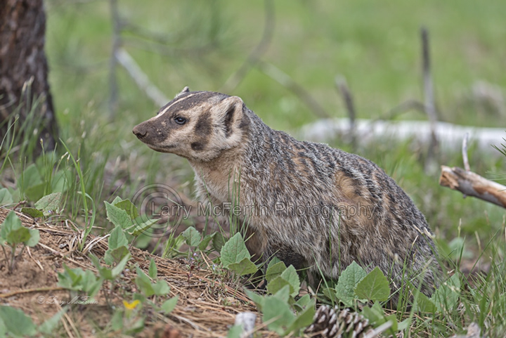 American Badger - Image 5354