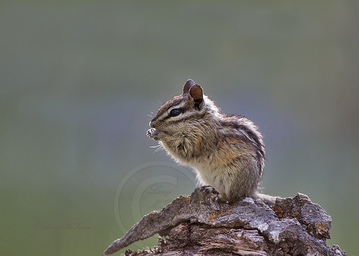 Yellow-pine Chipmunk - Image 3071