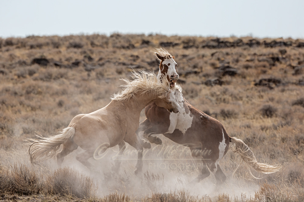 Kid Custer & Silverado - S. Steens HMA Stallions - Image #5761