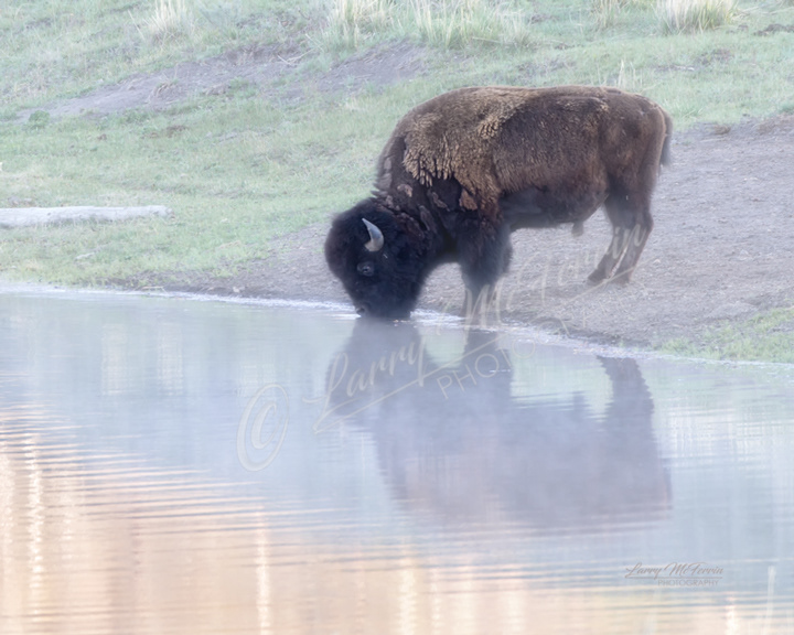 American Bison Bull - Image 1466