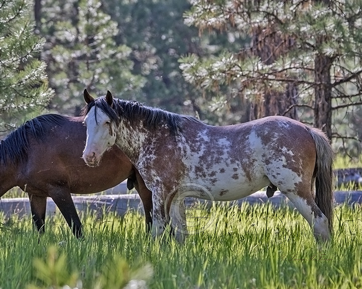 Big Summit Territory Wild Bachelor - Image #9930