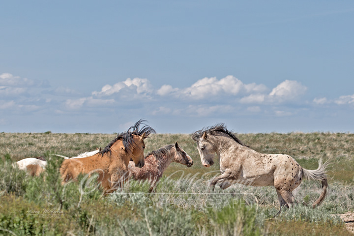 Stallions - Warm Springs HMA, Oregon - Image #6290
