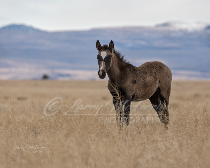 Foal - Warm Springs HMA, Oregon - Image #1608
