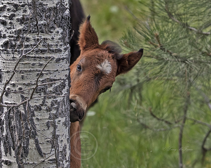 Big Summit Territory Wild Foal - Image #0273