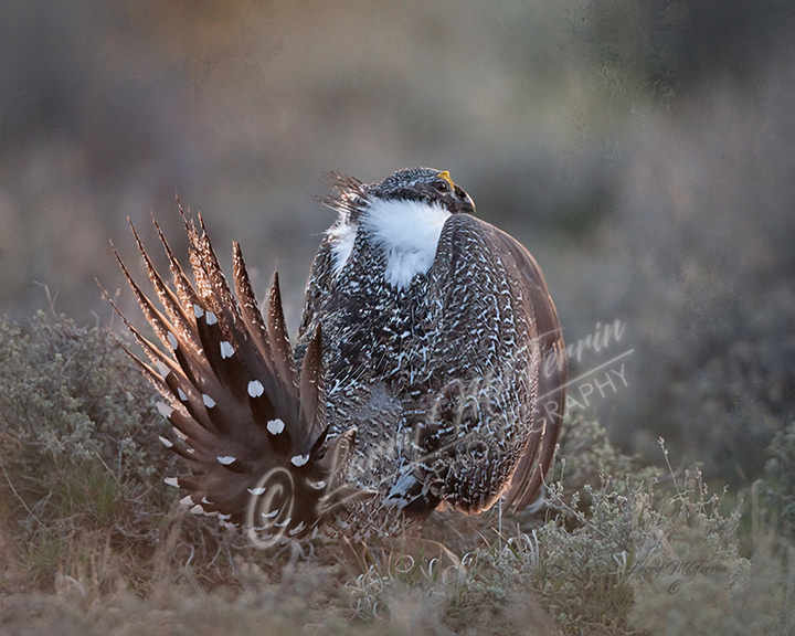 Greater Sage Grouse - Image 2447