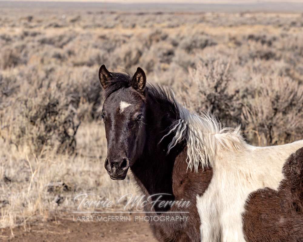 S. Steens HMA Colt - Image #5278
