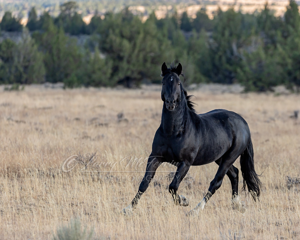Juju - S. Steens HMA Stallion - Image #2039