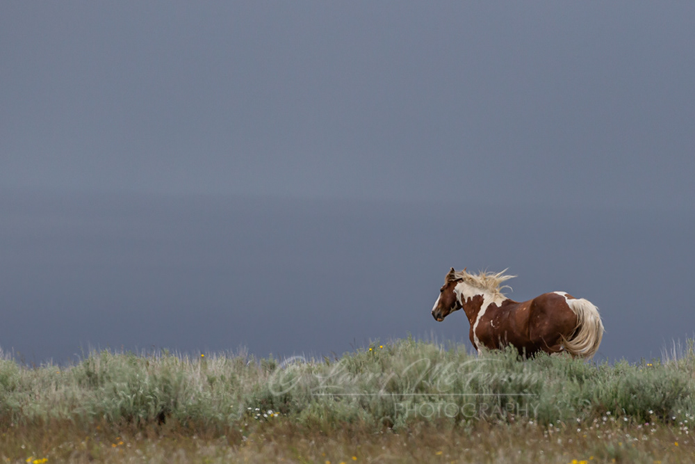 Aztec - S. Steens HMA Stallion - Image #8596