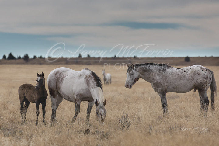 Mustangs - Warm Springs HMA, Oregon - Image #1587