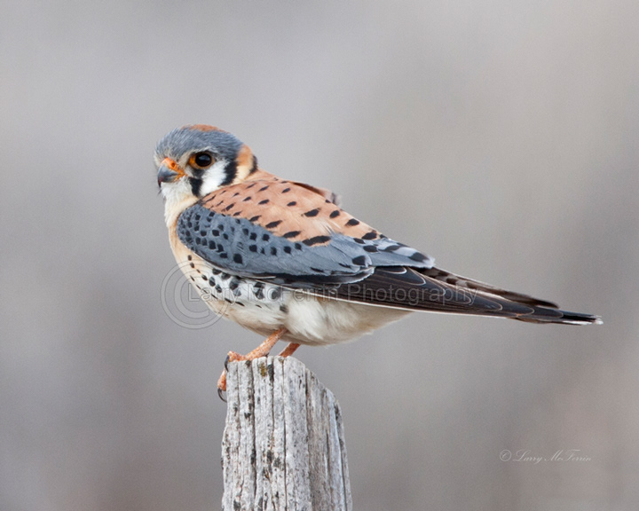 American Kestrel - Image 3728
