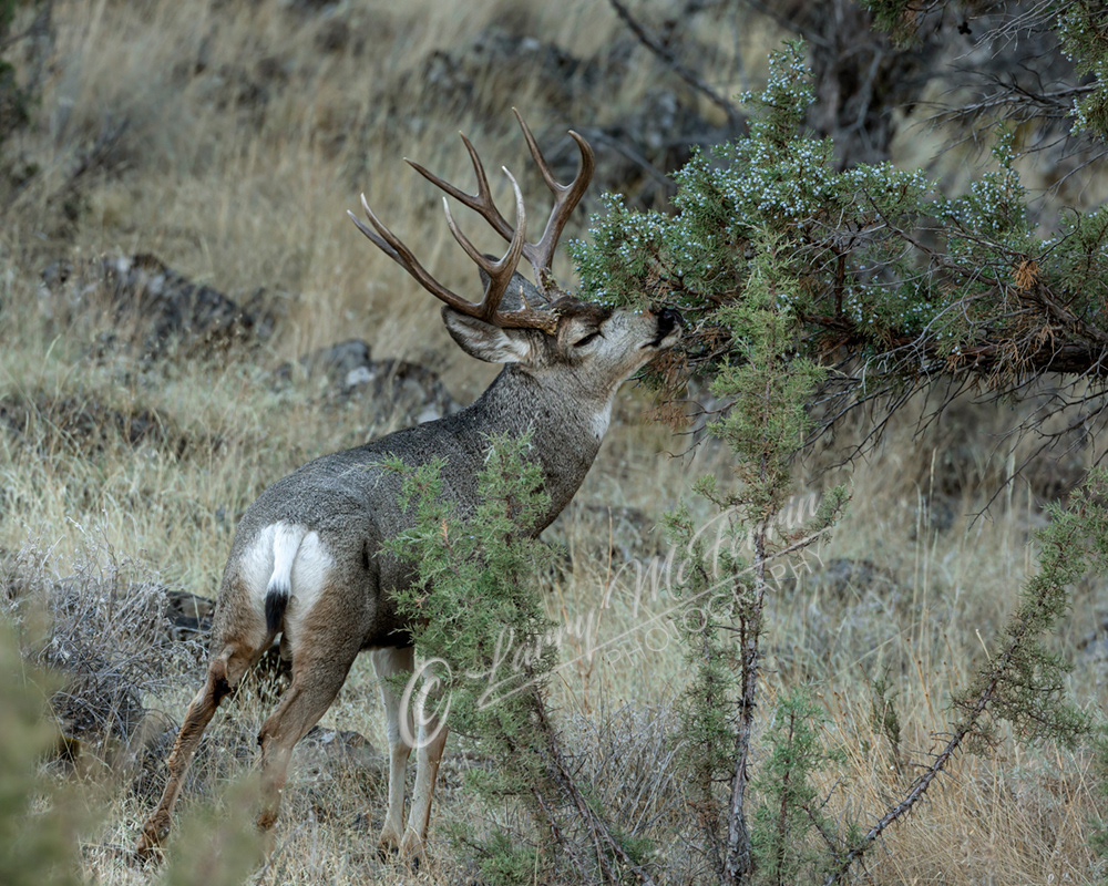 Mule Deer Buck - Image 6954