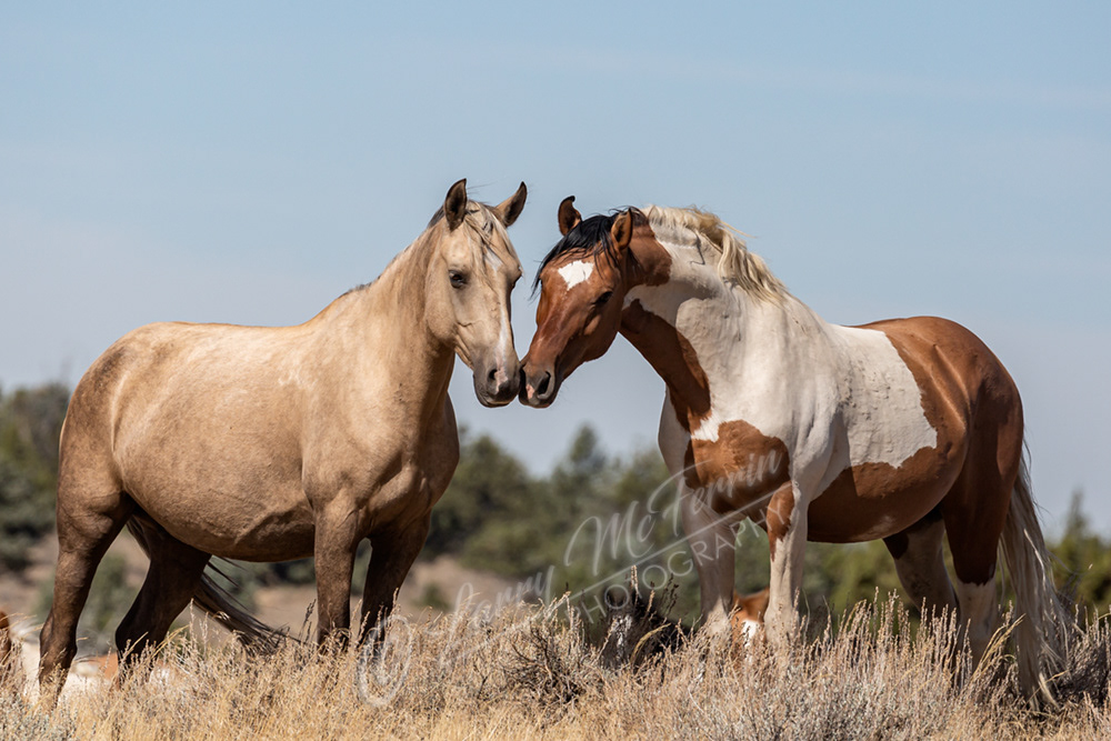 Stella & Quest - S. Steens HMA Mustangs - Image #2640