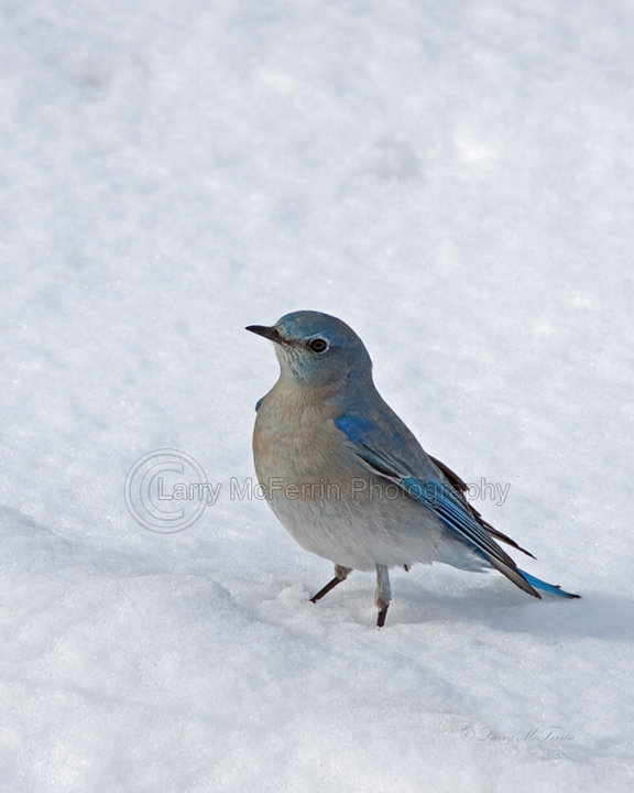 Mountain Bluebird - 0256