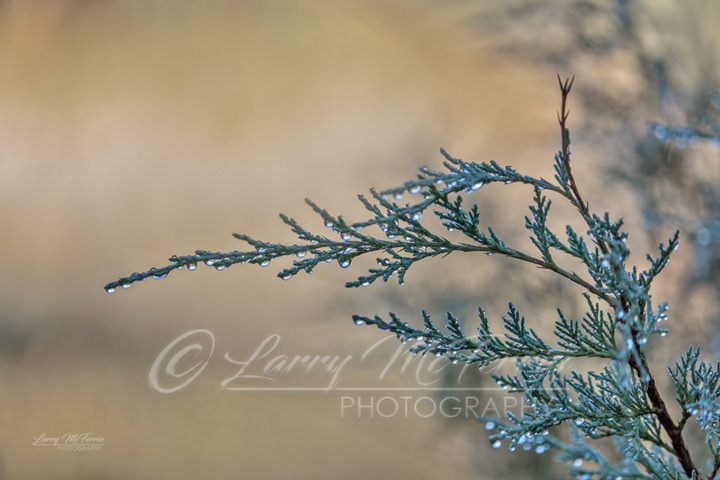 Western Juniper, National Bison Range, Montana - Image #0854