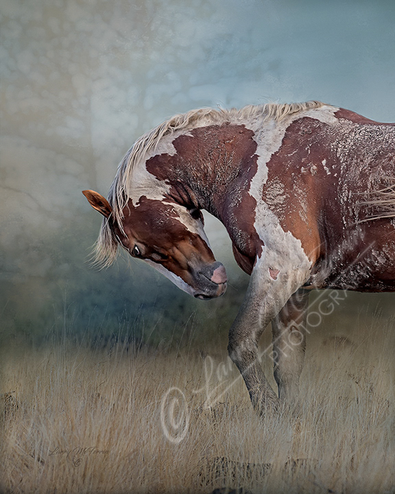Attitude, S Steens Stallion, Oregon - Image 9300DA