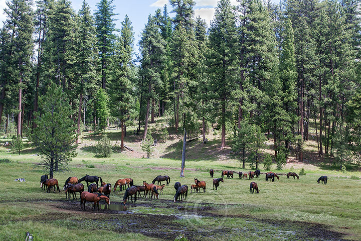 Big Summit Territory Wild Bands - Image #7699