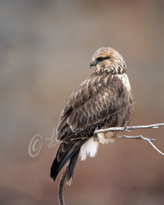 Rough-legged Hawk - Image 9002DA