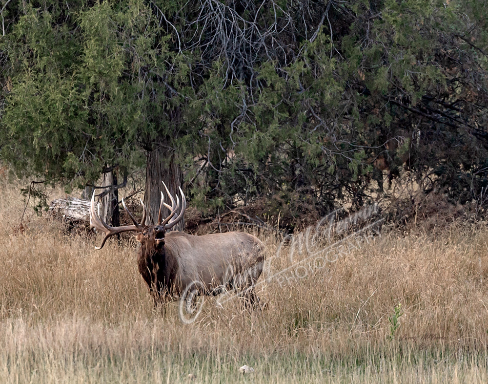 Montana Bull Elk - Image 5340