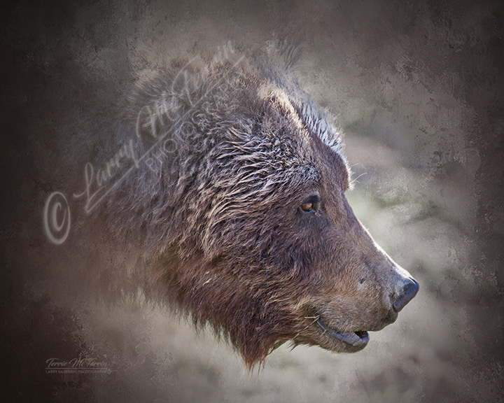 Grizzly Bear, Yellowstone NP, Wyoming - Image 1247DA