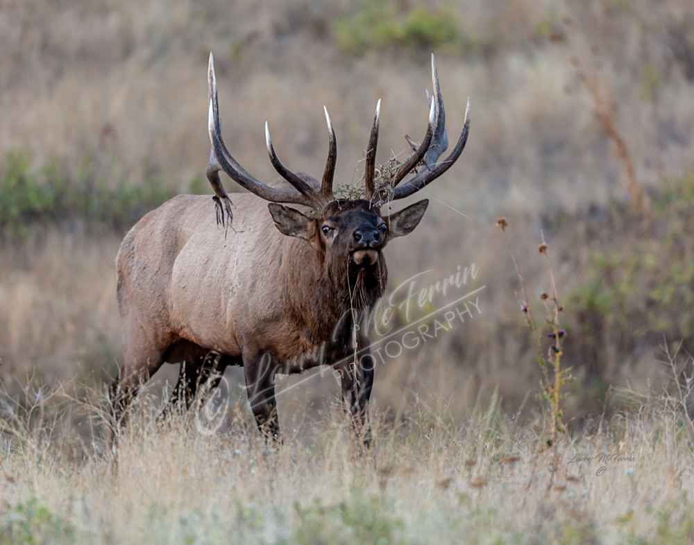 Montana Bull Elk - Image 5055